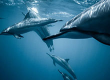 帕金斯：申京是联盟前5中锋，不仅进攻全面而且防守出色